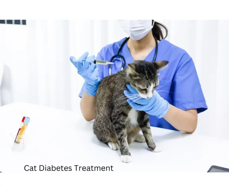 Cat Diabetes Treatment