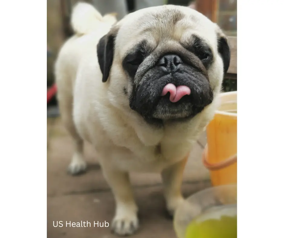 Copper Storage in Dogs: Mastering Prevention and Care