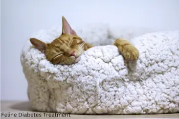 Feline Diabetes Treatment