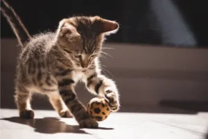 Navigating Feline Diabetes Treatment Costs