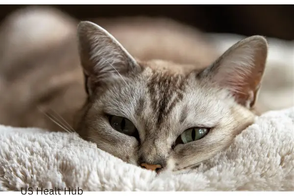 Choosing Not to Treat Feline Diabetes: A Path of Love
