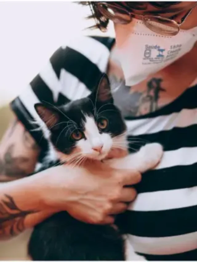 Cat Diabetes Diet: A Guide for Pet Parents