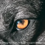 Decoding Red Eyes in Dogs: Could It Be Cancer?