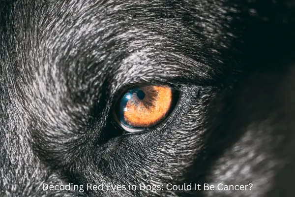 Decoding Red Eyes in Dogs: Could It Be Cancer?