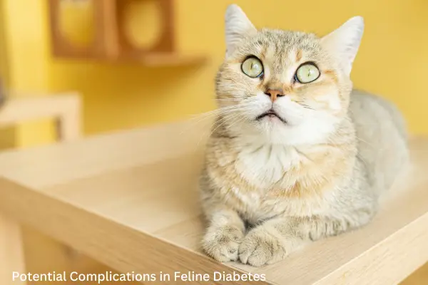 Potential Complications in Feline Diabetes