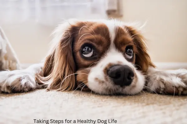 Taking Steps for a Healthy Dog Life