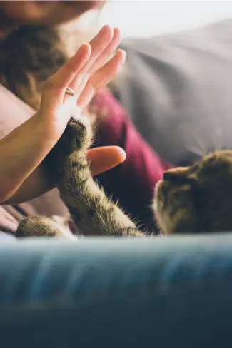 How to Give Your Cat an Insulin Shot?