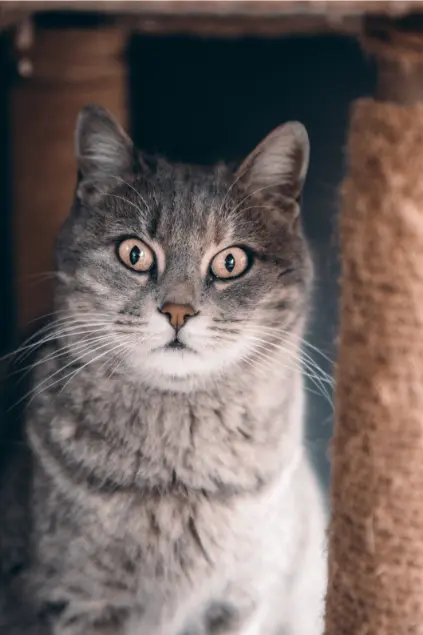 diabetic cat