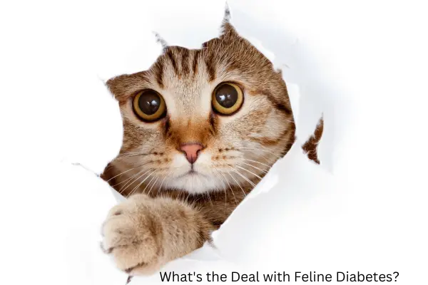 What's the Deal with Feline Diabetes?