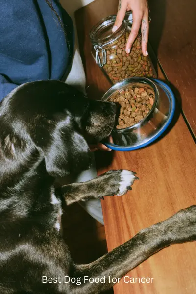 Best Dog Food for Cancer: Expert Recommendations