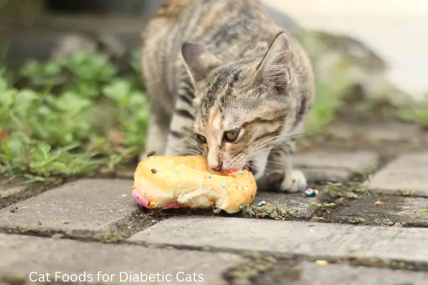 Cat Foods for Diabetic Cats