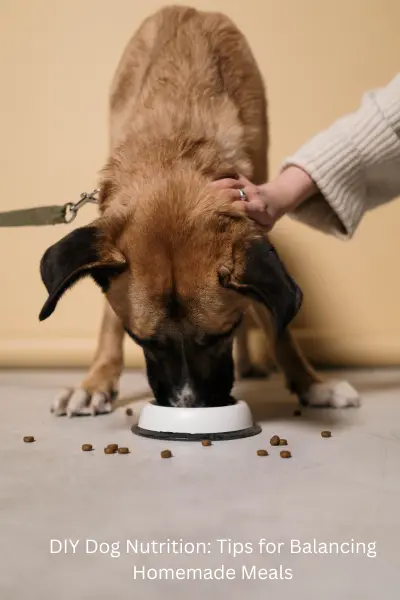 DIY Dog Nutrition: Tips for Balancing Homemade Meals