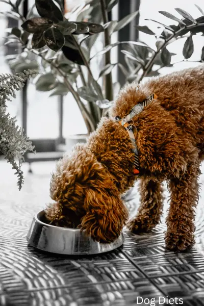 Omega-3s in Dog Diets: Vital for Health