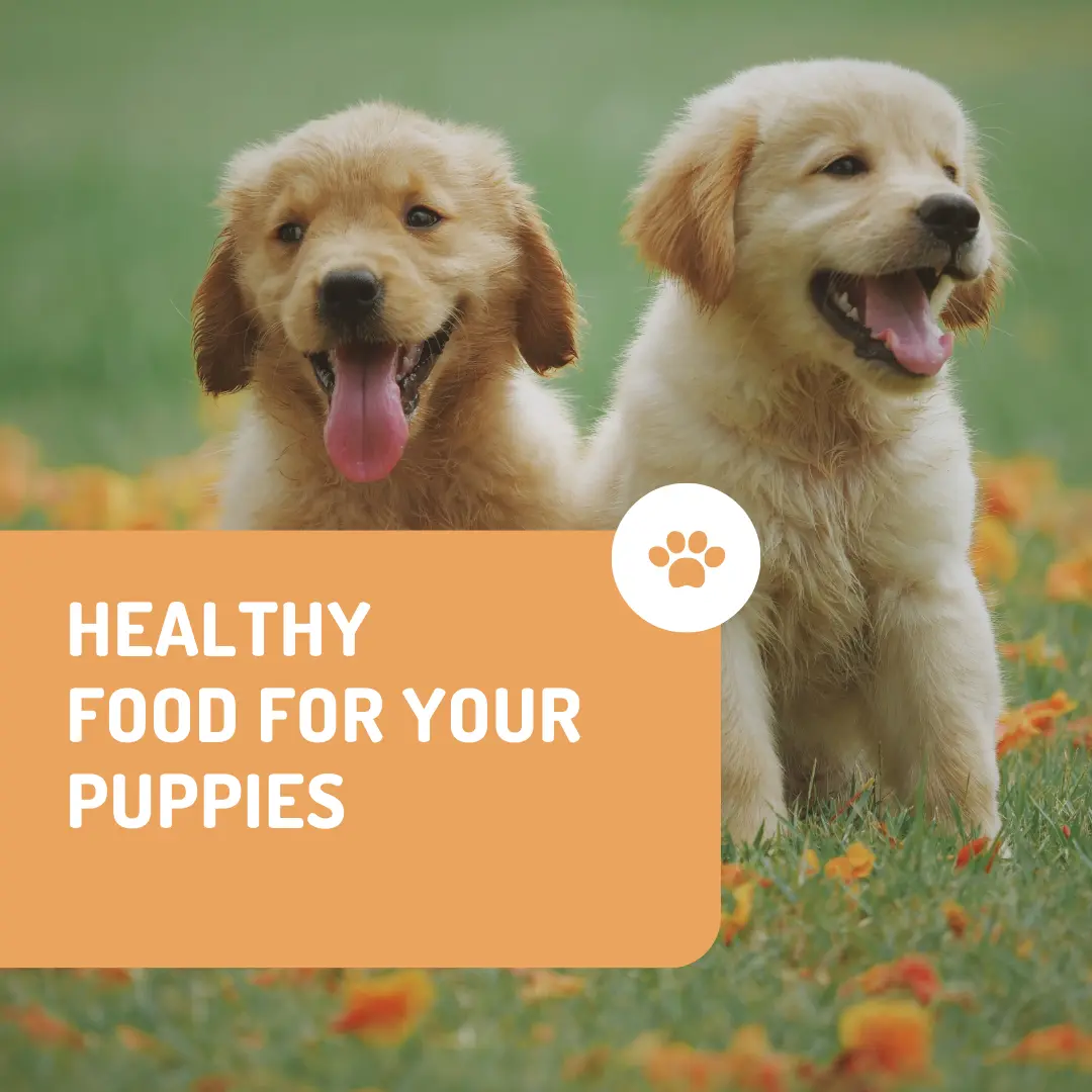 Top Diabetic Dog Food Brands for Canine Health