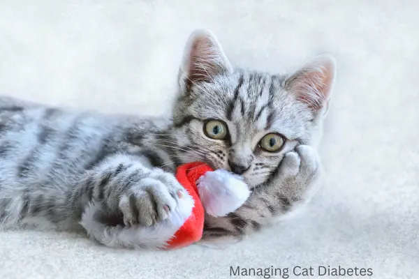 Managing Cat Diabetes