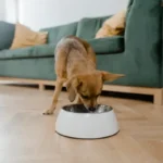 Concerned about Orijen dog food? Learn the real problems with Orijen dog food, from recalls to digestive issues. Get the facts before you buy.
