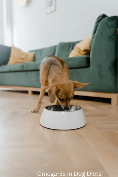 Concerned about Orijen dog food? Learn the real problems with Orijen dog food, from recalls to digestive issues. Get the facts before you buy.