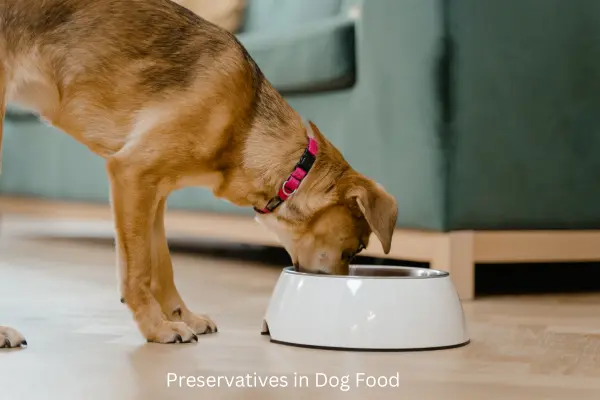 Decoding the Health Impact of Preservatives in Dog Food