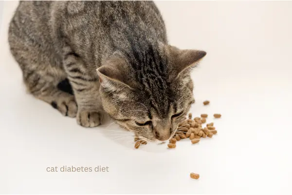 cat diabetes diet