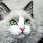 Do diabetic cats sleep a lot