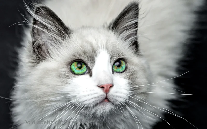 Do diabetic cats sleep a lot