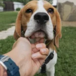 Dr. Marty Dog Food: Unveiling Complaints