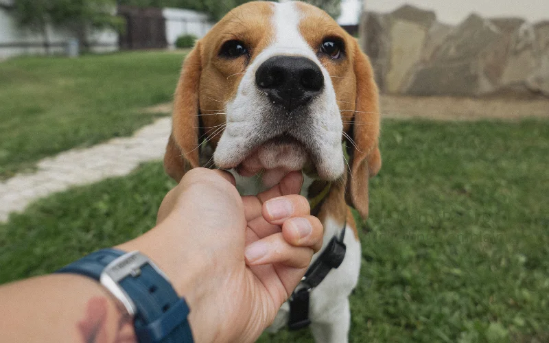 Dr. Marty Dog Food: Unveiling Complaints