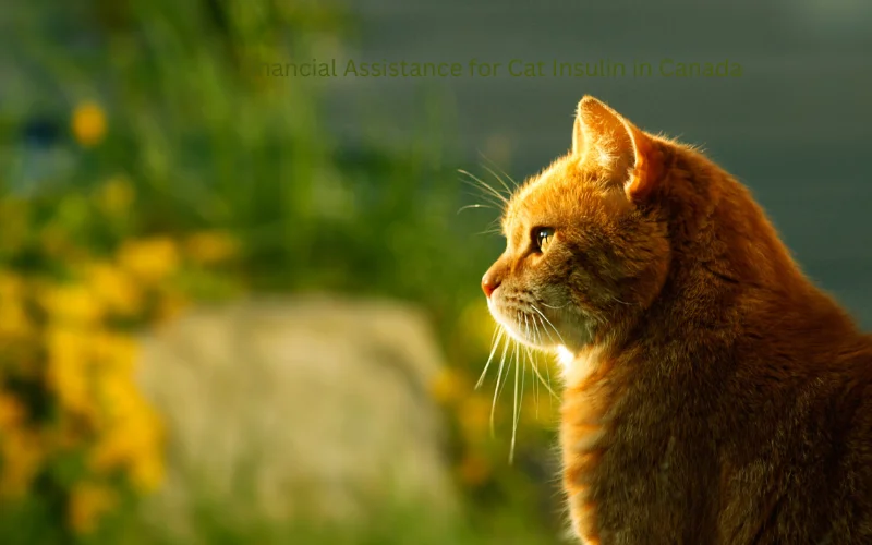 Financial Assistance for Cat Insulin in Canada