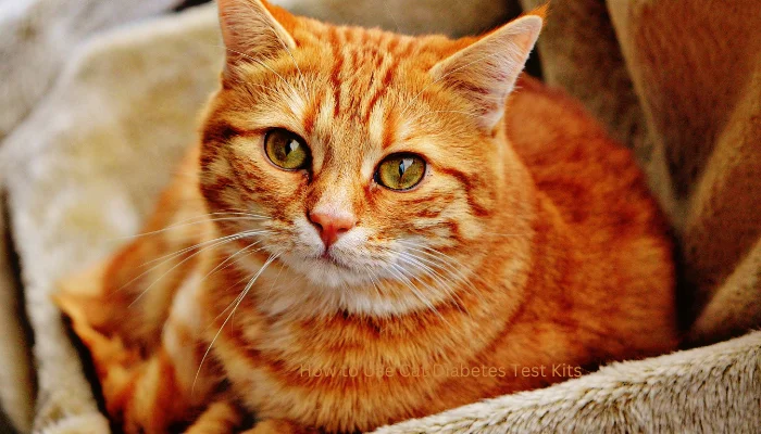 How to Use Cat Diabetes Test Kits