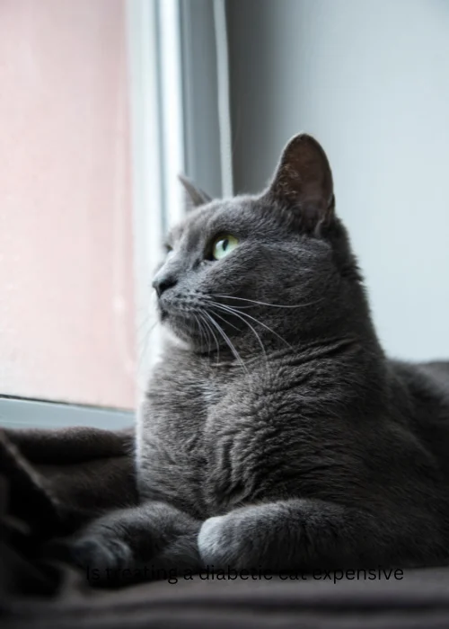 Is treating a diabetic cat expensive