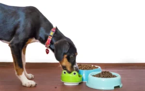 Sample Dog Food Brands for Kidney Disease