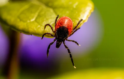 Treat Lyme Disease Rash