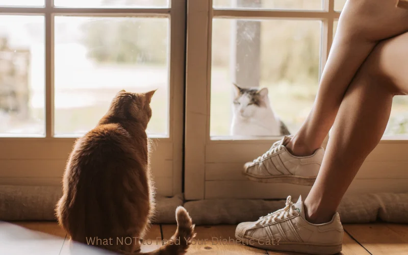 Cat Respiratory Rate Calculator