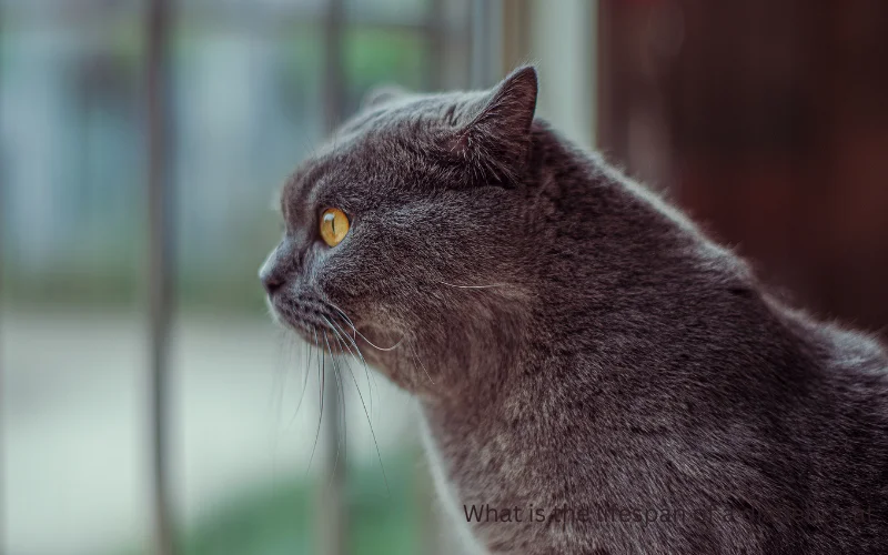 What is the lifespan of a diabetic cat