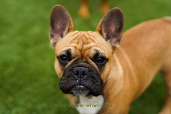 Dog Respiratory Rate Calculator