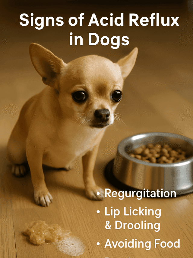 Acid Reflux in Dogs