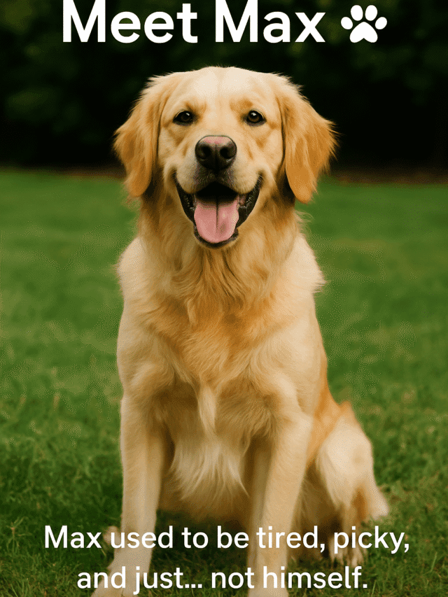 Why Dr. Marty Dog Food is a Game-Changer for Your Dog